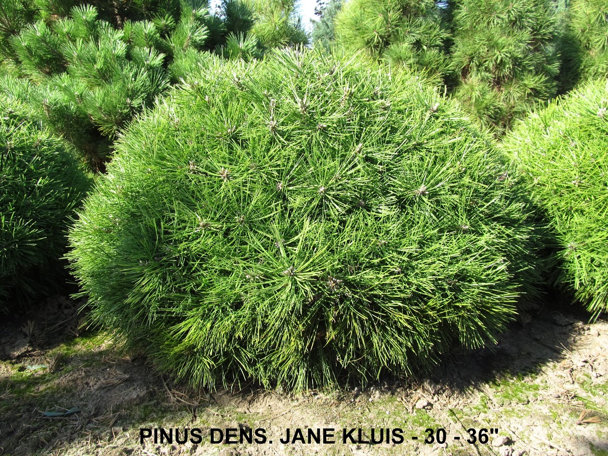 PINUS DENS and  JANE KLUIS  30 to 36 inches